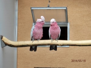 kakadu ružový 2